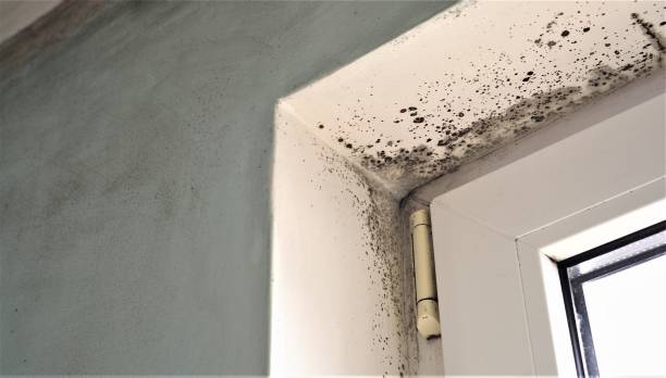 Best Emergency Mold Remediation  in Fair Grove, MO